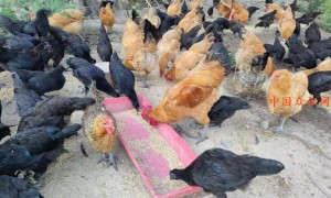 抓“鸡”遇！阆中市兄妹家庭农场土鸡产业高质量发展